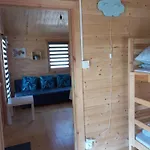 Szara Foka Nad Morzem *